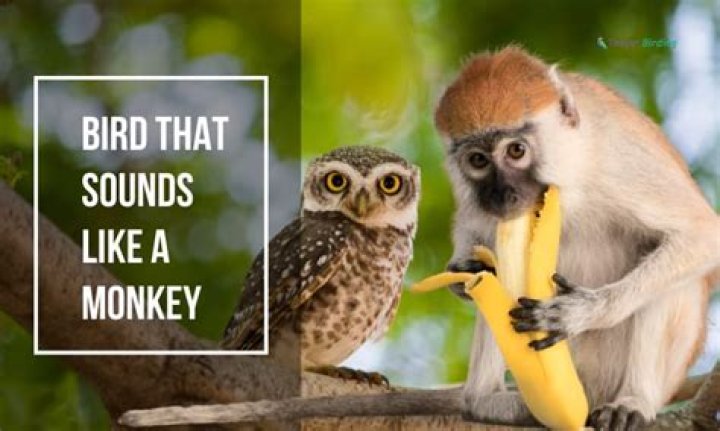 What is the bird that sounds like a monkey