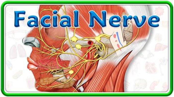 What is the facial nerve called