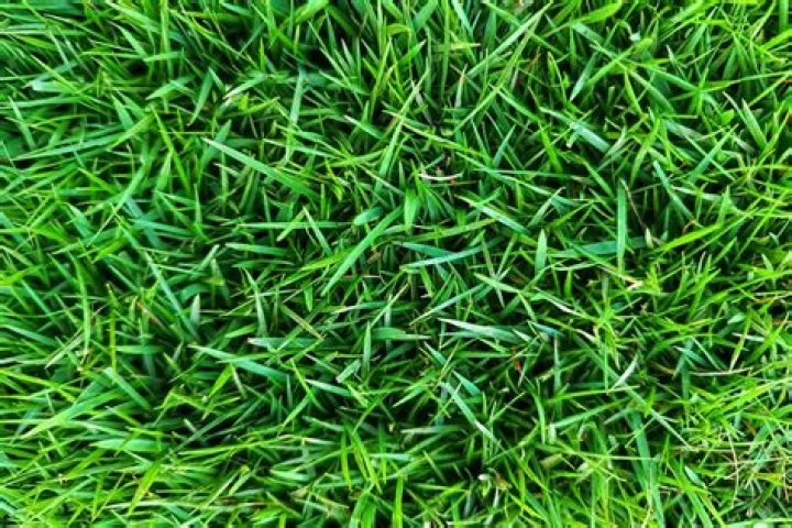 What is the most common seagrass