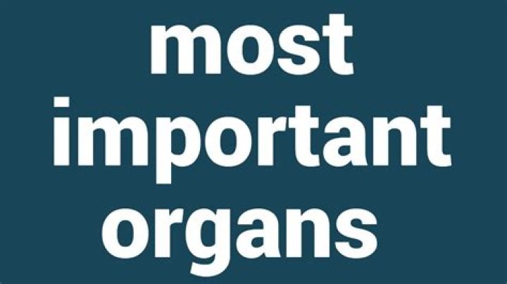 What is your most important organ