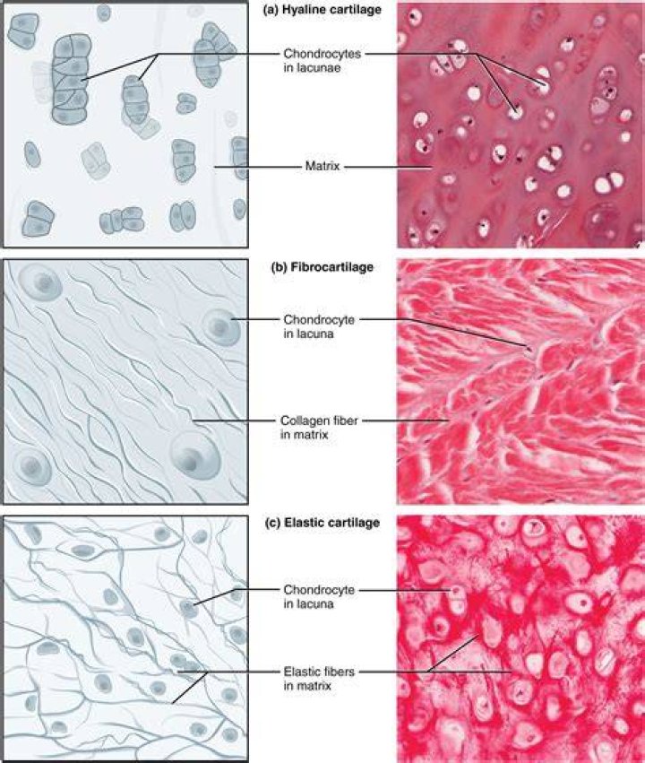 What makes up fibrous tissue