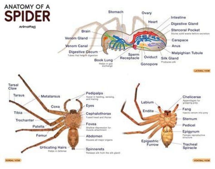 What makes up the Cephalothorax