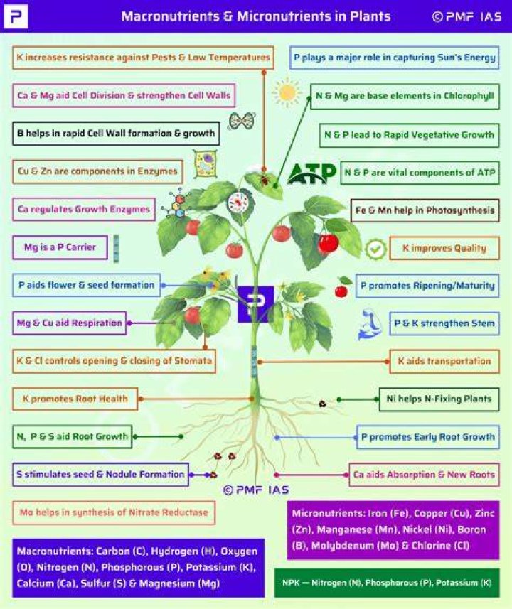 What nutrients do pea plants need to grow