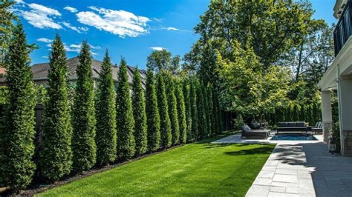 What shrubs are best for privacy
