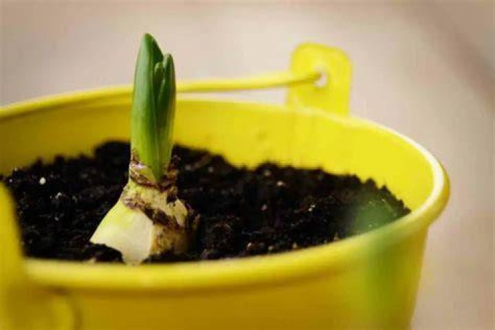 What to feed bulbs after flowering
