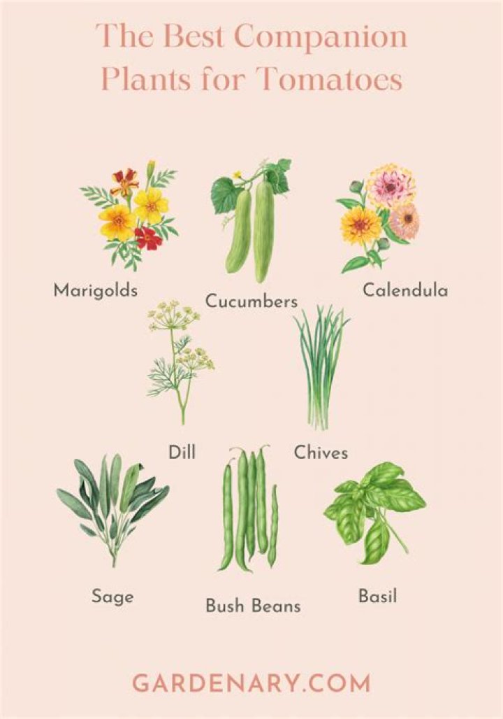 What to plant with tomatoes
