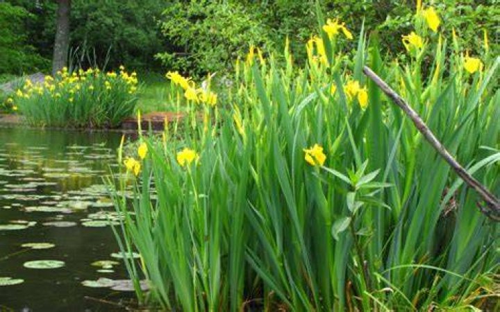 What vegetation grows in wetlands