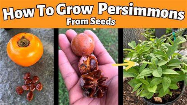 What zones do Persimmons grow in