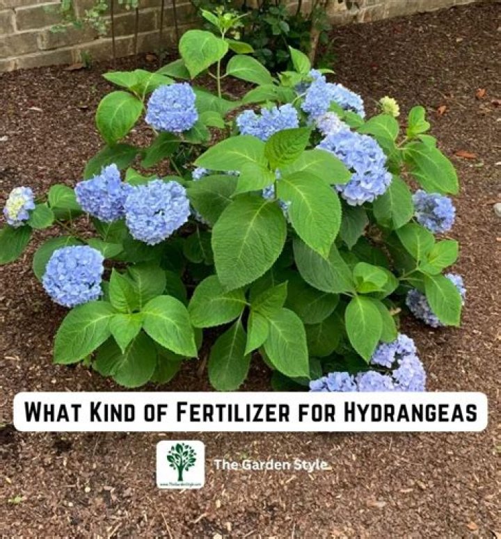 Whats the best fertilizer for hydrangeas