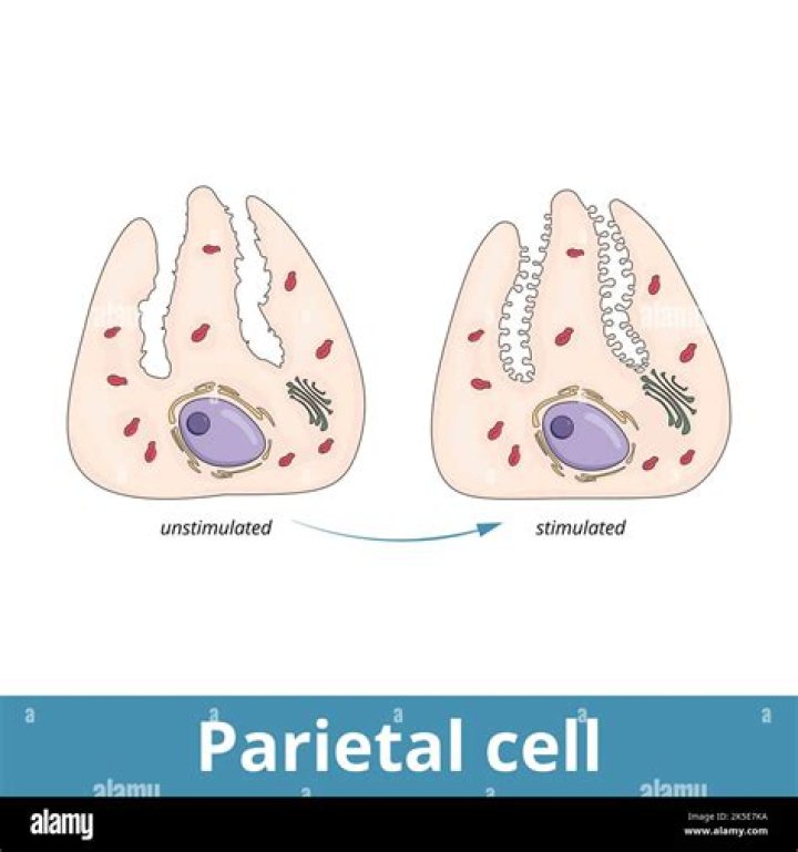 When parietal cells are stimulated they secrete