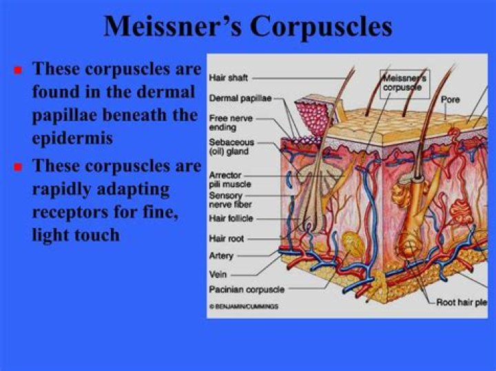 Where are the Meissners corpuscles