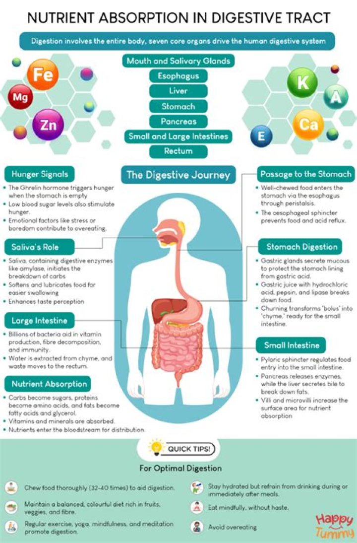 Where are the nutrients in a potato?