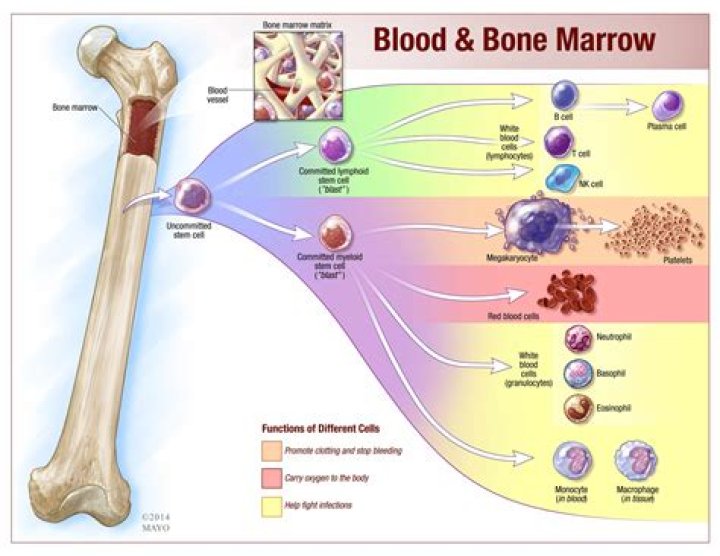 Where is blood made in the bone