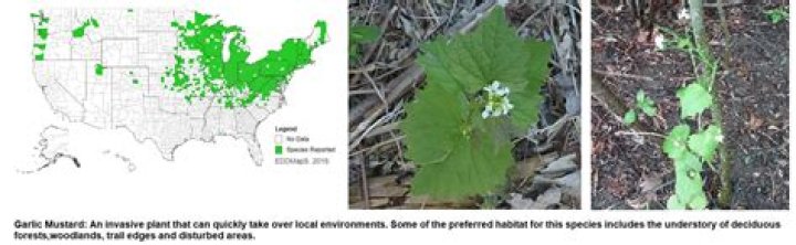 Where is garlic mustard invasive