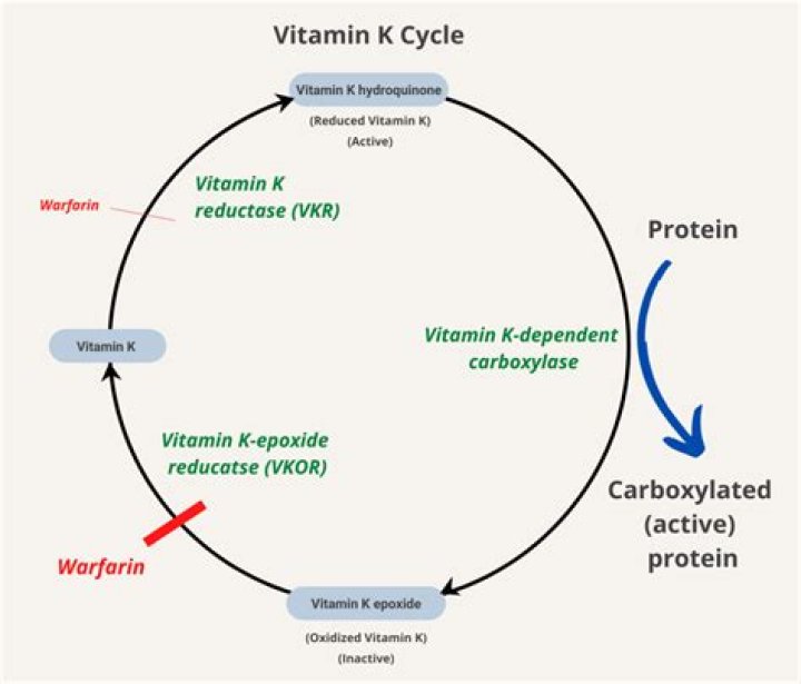 Where is Vitamin K synthesized