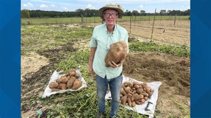 Where was the biggest potato grown?