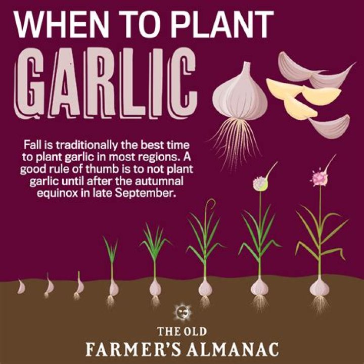 Which way up do you plant garlic