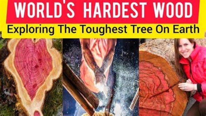 Which wood is the hardest