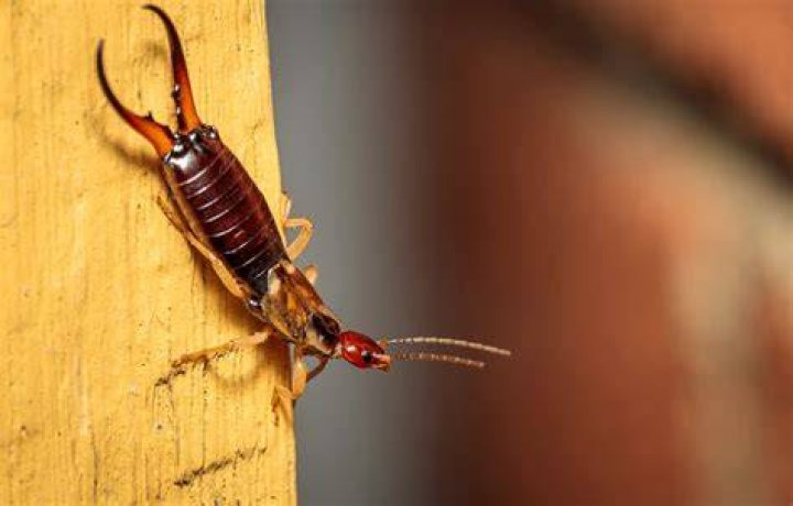 Why am I finding potato bugs in my house?
