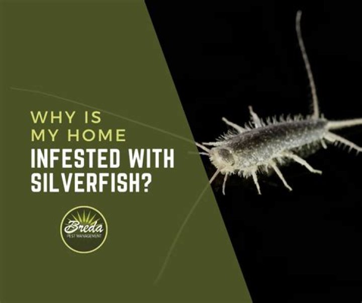 Why do I see silverfish in my house