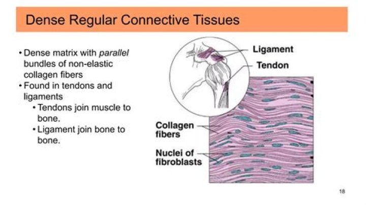 Why is dense regular connective tissue found in tendons and ligaments