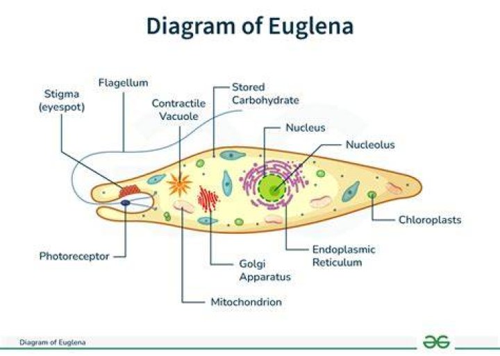 Why is euglena important in biology
